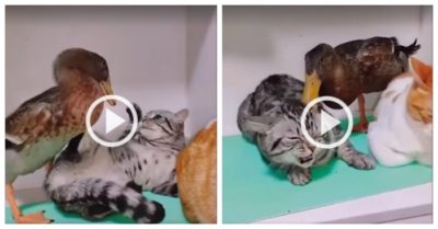 Video: Mèo cưng chạy té khói vì bị vịt tấn công