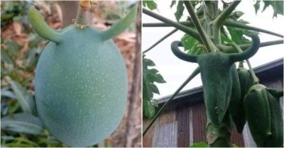 Ra thăm vườn thấy xoài và đu đủ đua nhau ‘mọc sừng’