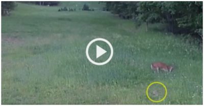 Clip: Thỏ được nai giải cứu khỏi diều hâu