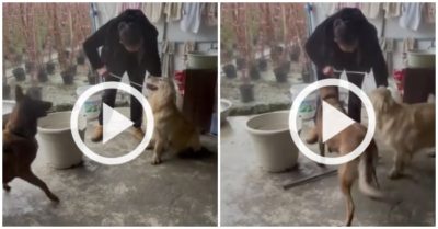 Video: Chó cưng ‘thêm dầu vào lửa’ khi bạn bị phạt