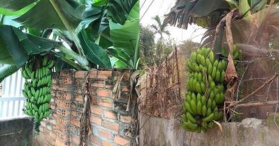 Hình ảnh loạt trái cây ‘nhà trồng, hàng xóm hưởng’