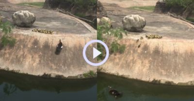 Video: Đàn vịt con ‘nhào lộn’ theo mẹ xuống hồ