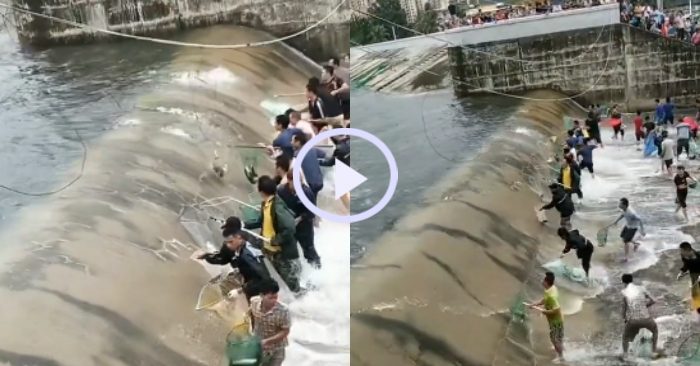 Video: Dân làng đua nhau vợt cá vui như hội