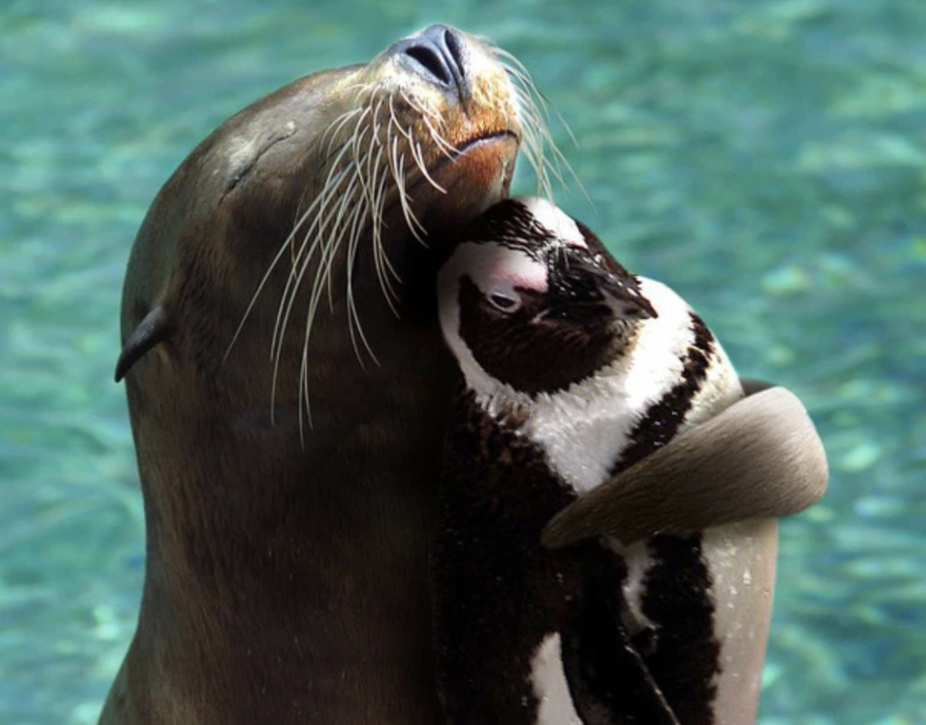 tình bạn của động vật 