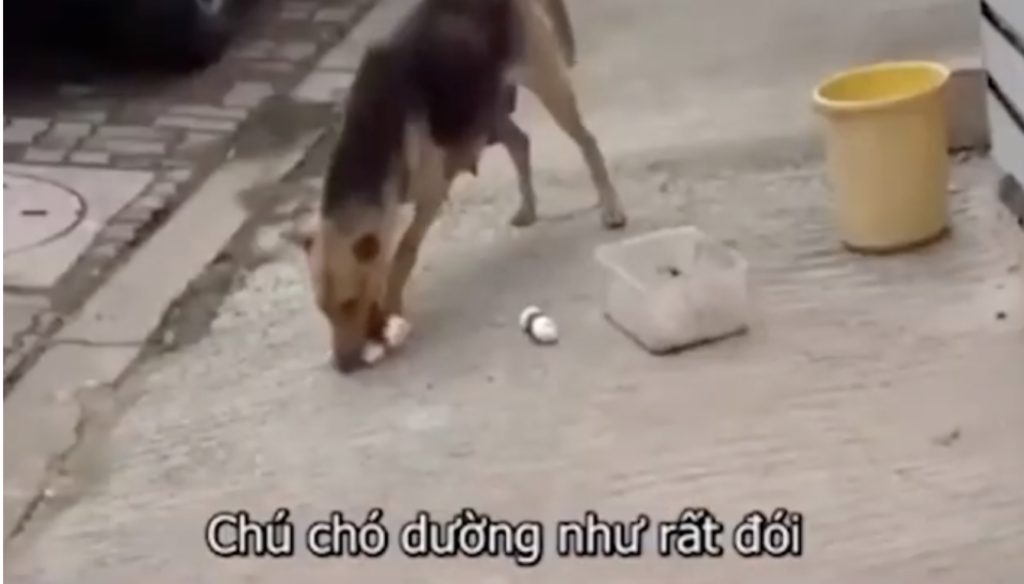 chú chó 3