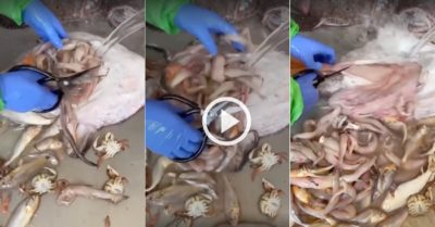 Video: Mua con cá lớn được khuyến mãi cả ‘đại dương’ cá bé