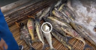 Video: Dùng bẫy tre bắt cá dễ dàng