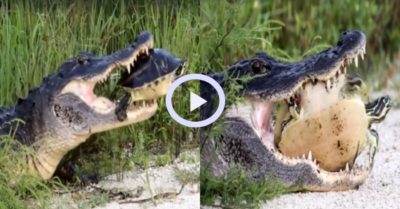 Video: Cá sấu ngoạm rùa trong miệng quyết không tha