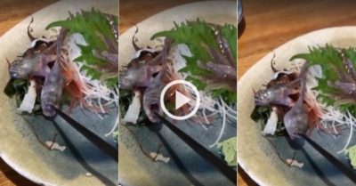 Video: Cá đưa lên bàn ăn gặm chặt đầu đũa của thực khách