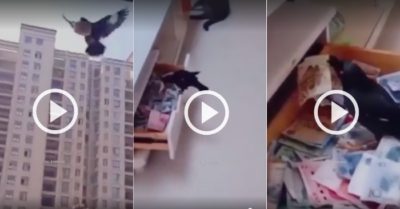 Video: Con chim tha tiền về chất đầy ngăn kéo