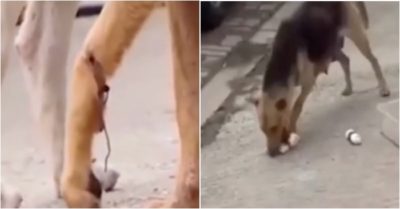 Video: Chó mẹ bị dây thép quấn vào chân, chạy hàng chục km mỗi ngày đi xin thức ăn cho đàn con trong rừng