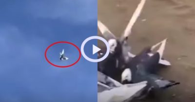 Video: Điệu nghệ bay liệng của chim bồ câu sà xuống mặt đất để ăn