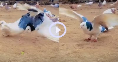 Video: Chim bồ câu nhào lộn nhiều vòng trước ống kính