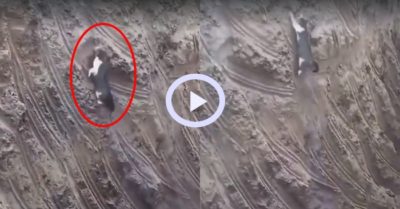 Video: Con mèo leo hố sâu siêu đỉnh