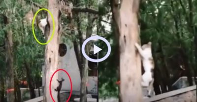 Video: Mèo bị sóc bỏ xa trong cuộc thi ai nhanh hơn