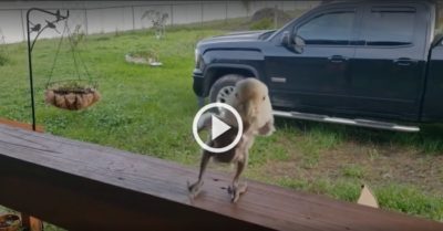 Video: Con chim trụi lông nhún nhảy, lắc lư theo nhạc