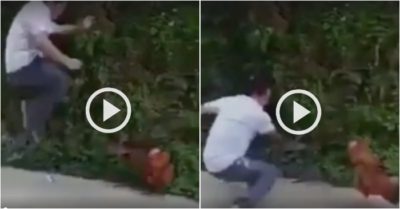 Video: ‘Cao thủ võ lâm’ đại chiến với gà