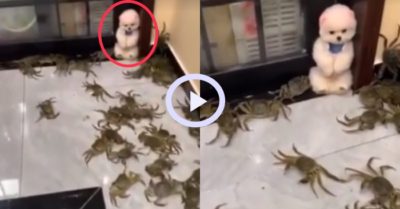 Video: Cún con co ro nơi góc tường khi đàn cua tấn công
