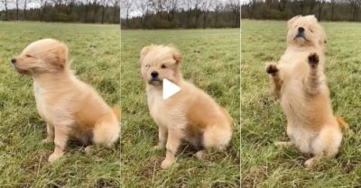 Video: Cún cưng thích thú đứng hóng gió