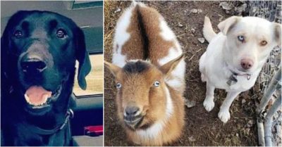 Video: Sau thời gian bỏ nhà đi không lý do, cún cưng trở về dẫn theo hai ‘bạn’ đồng hành