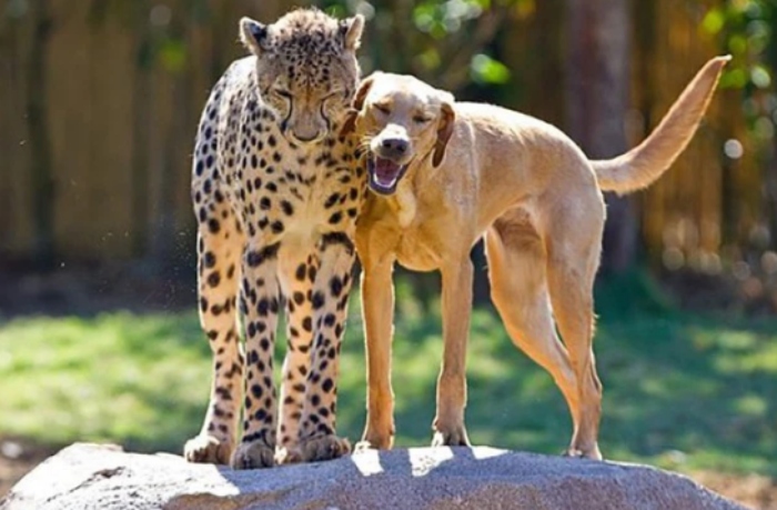 Video: Đàn ngan con đùa giỡn với chú chó cưng