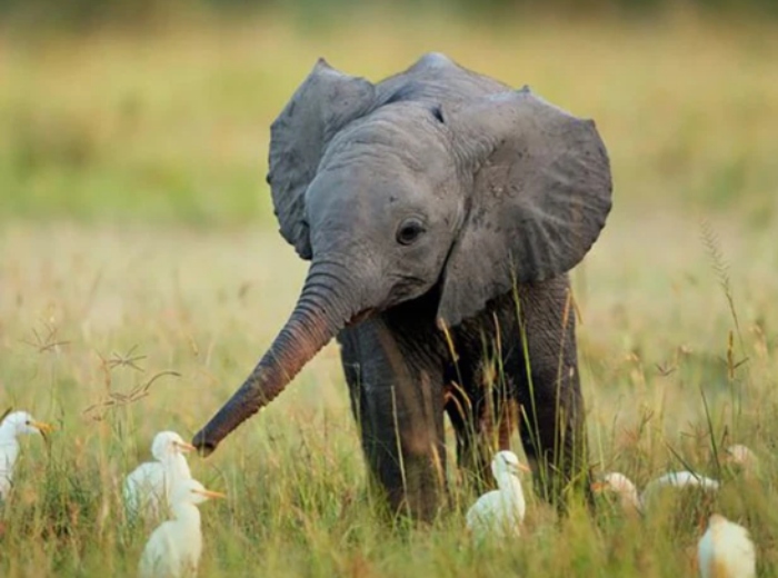 Video: Đàn ngan con đùa giỡn với chú chó cưng