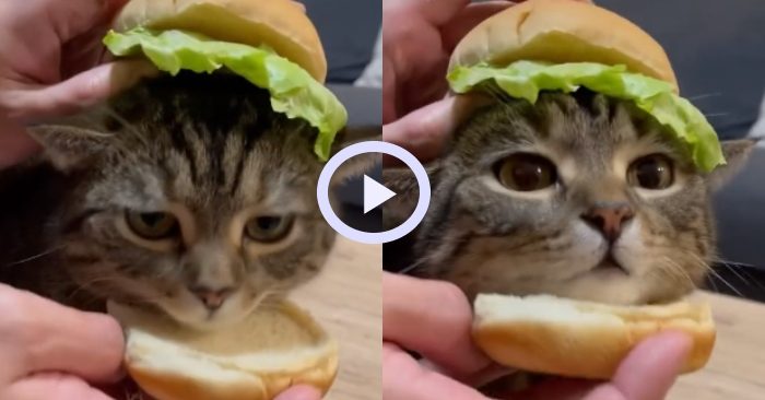 bánh Hambuger mèo