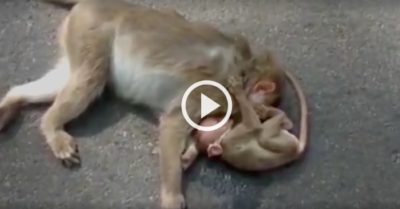 Video: Khỉ con gào khóc ôm chặt xác khỉ mẹ bị xe đâm