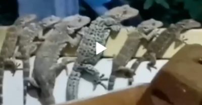 Video: Gia đình kỳ nhông bám tường hóng chuyện hàng xóm