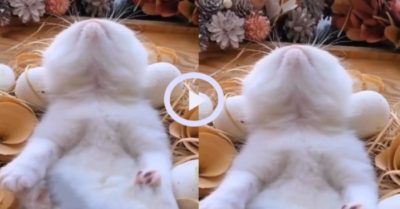 Video: Mèo cưng nằm vểnh râu vừa ngủ vừa ngáy