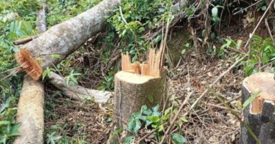 Phá rừng ở Lâm Đồng: Cưa nửa gốc thông để cây vẫn đứng, khi gió lên mới đổ