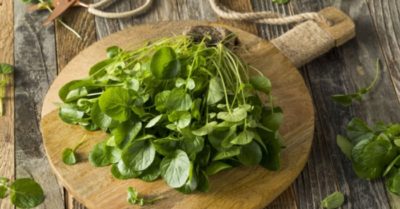 8 lợi ích của rau cải xoong đối với sức khỏe con người
