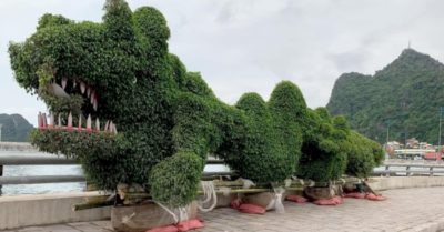 Sau vài tiếng xuất hiện, cây hình rồng ở Hạ Long được “bế” về vườn