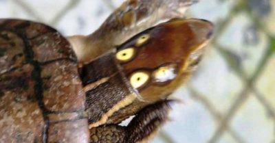 Con rùa 4 mắt kỳ lạ đi lạc vào nhà dân