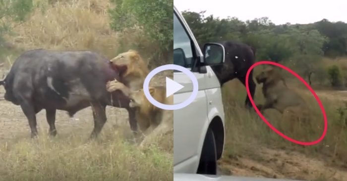 Video: Trâu rừng nhanh trí chọc thủng lốp xe để thoát khỏi sư tử