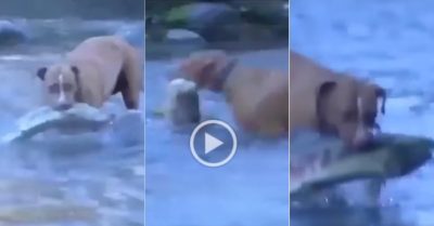 Video: Chó săn bắt được toàn cá ‘khủng’