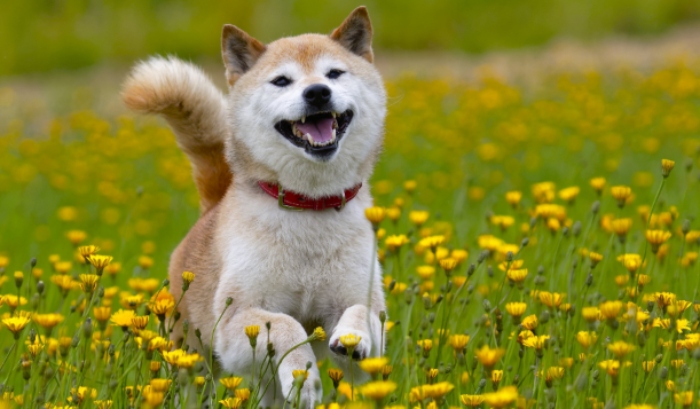 Video: Chó cưng cổ vũ nhiệt tình khi xem đua ngựa cùng chủ