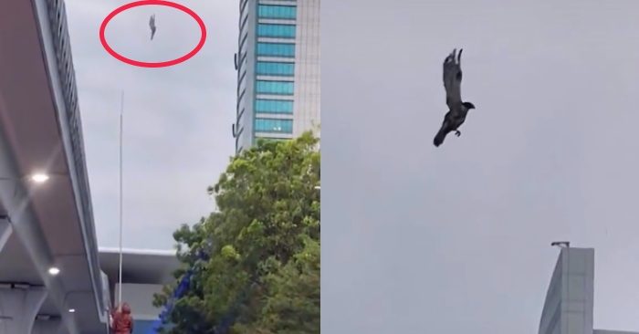 Video: Chú chim lơ lửng giữa bầu trời khiến dân mạng xôn xao