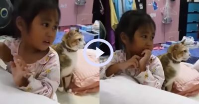 Video: Mèo cưng ra sức bảo vệ cô chủ nhỏ của mình