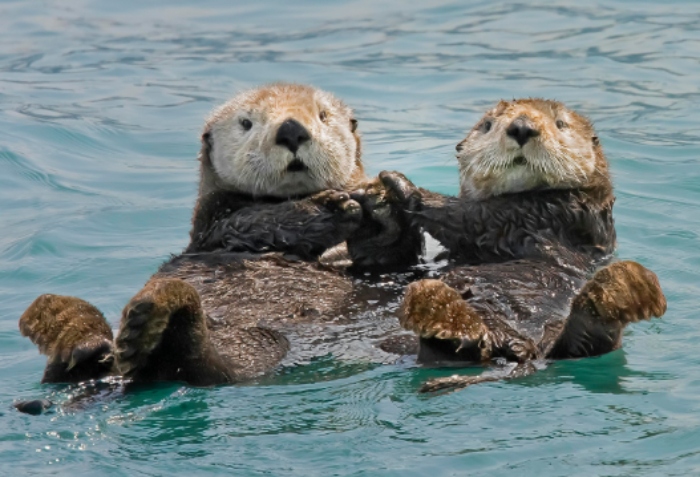 Video: Chú ngựa đút rơm cho đồng loại qua song sắt