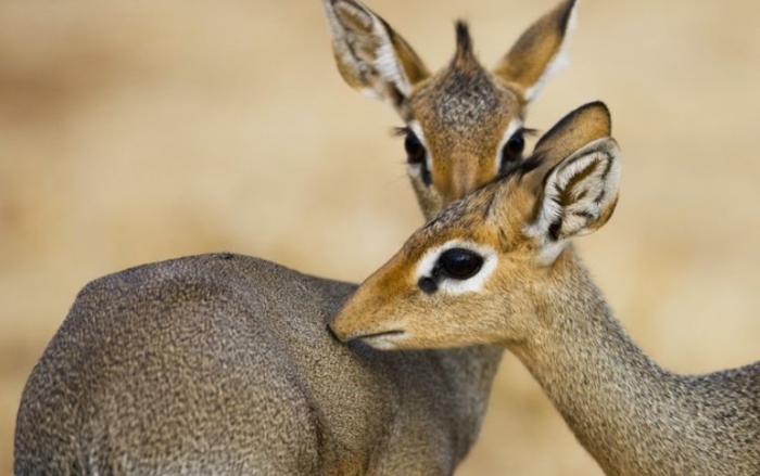 Xem thêm: Khoảnh khắc tình cảm đáng yêu của các loài động vật chung thủy