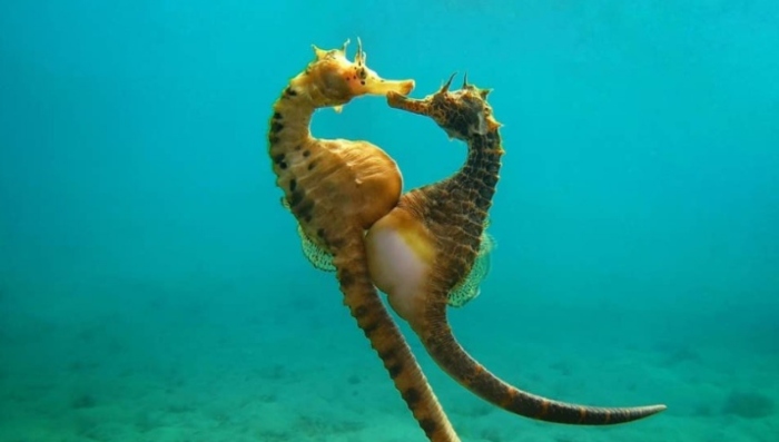 Xem thêm: Khoảnh khắc tình cảm đáng yêu của các loài động vật chung thủy