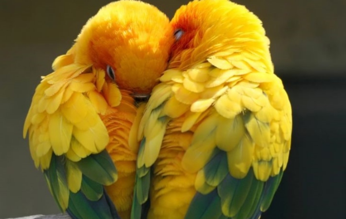 Video: Chú ngựa đút rơm cho đồng loại qua song sắt