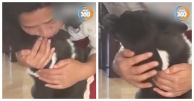 Video: Chú chó lao đến ôm và khóc nức nở khi người chủ trở về