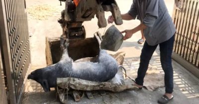 Người dân rơi vào tình cảnh ‘khốn đốn chồng chất’ vì phải tiêu hủy nguồn thu nhập chính của gia đình