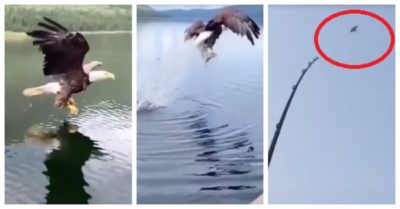 Video: Đại bàng hạ cánh cướp cá của cần thủ