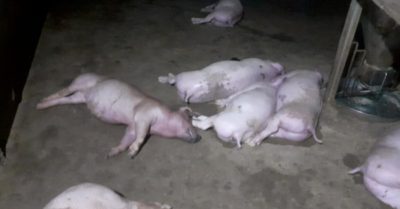 Sau tiếng sét, chủ trang trại phát hiện đàn lợn chết la liệt