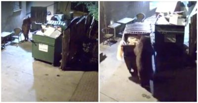 Video: Con gấu tham lam trộm cả xe rác