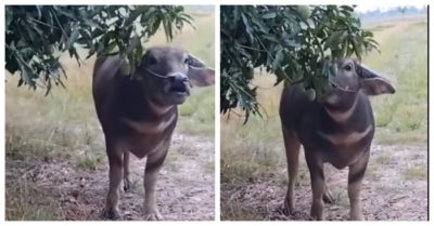 Video: Bảo sao mất xoài, thì ra thủ phạm 2 sừng