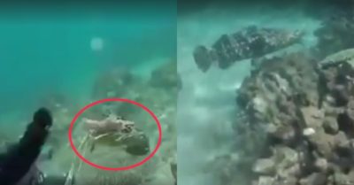 Video: Thợ lặn bị ‘thủy quái’ ngang nhiên cướp tôm hùm